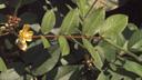 Cassia_occidentalis1.jpg