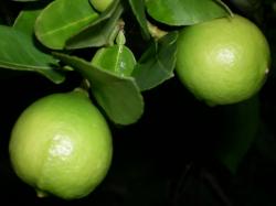 med-lime-mexicaine-citron-punch-visoflora-22984.jpg
