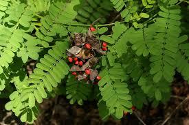 Abrus precatorius