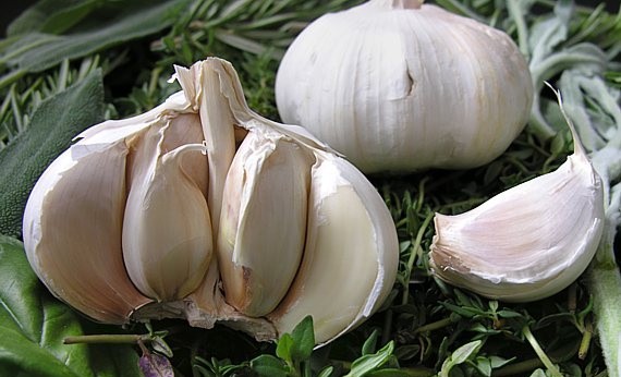 Alium sativum