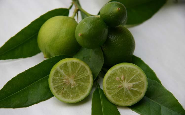 Citrus aurantifolia mexicaine