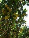 citrus-limon4.jpg
