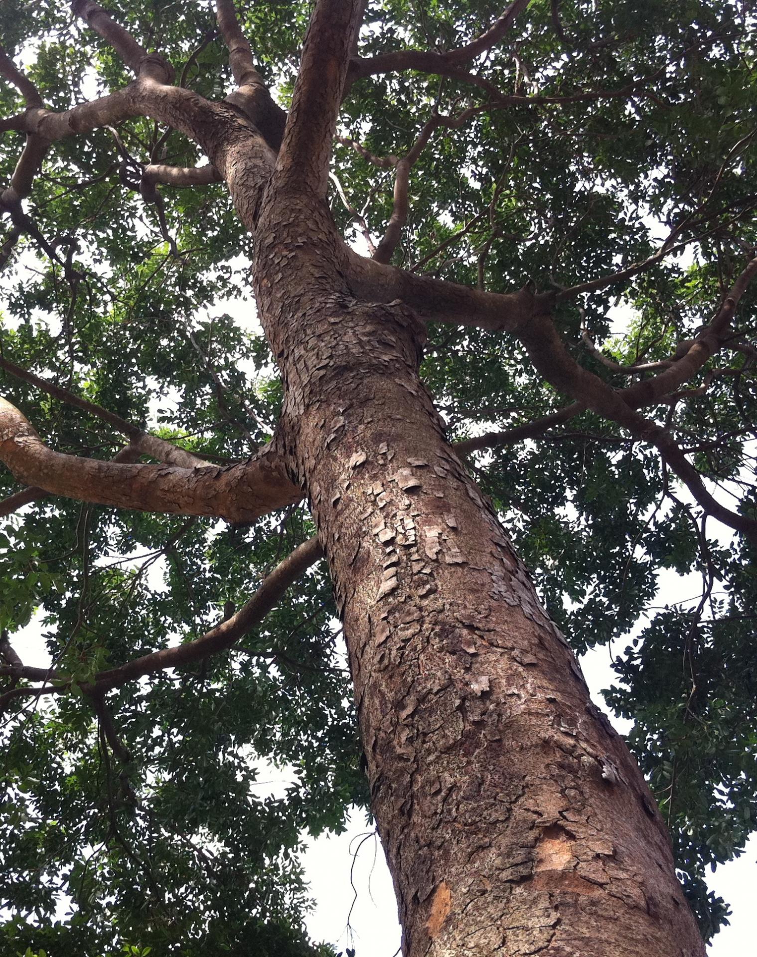 Khaya senegalensis 2