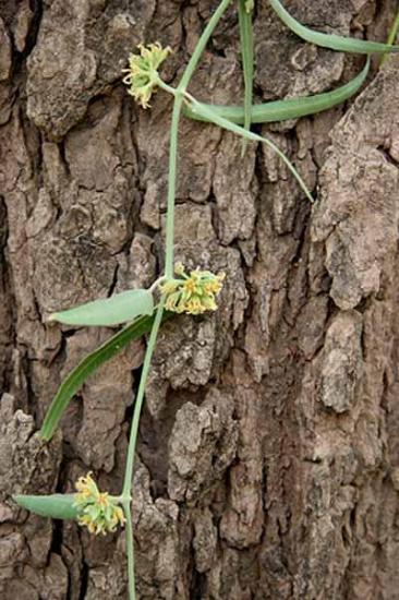 leptadenia_hastata_reference.jpg