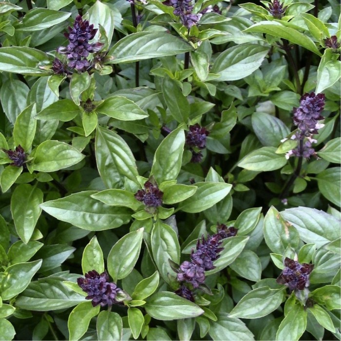 Ocimum basilicum